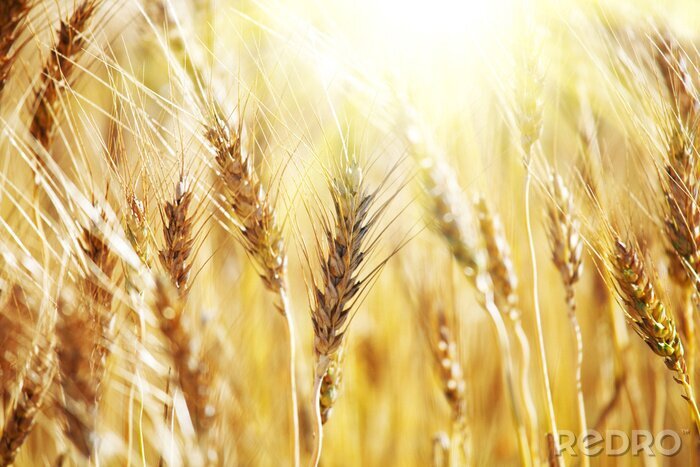 Poster  Motif naturel avec du blé