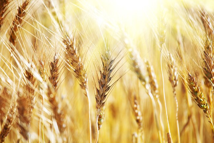 Poster  Motif naturel avec du blé