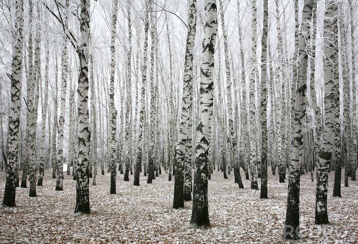 Poster  Motif noir et blanc avec bouleaux