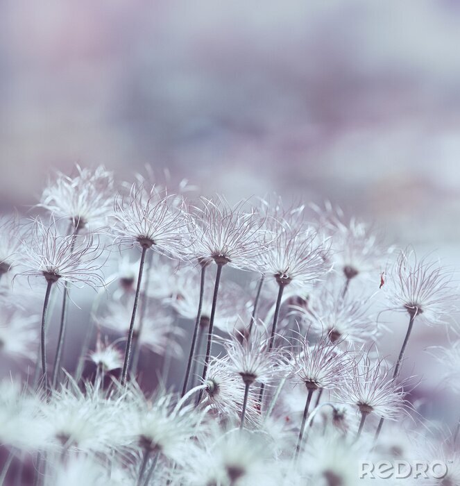 Poster  Motif rétro avec des fleurs