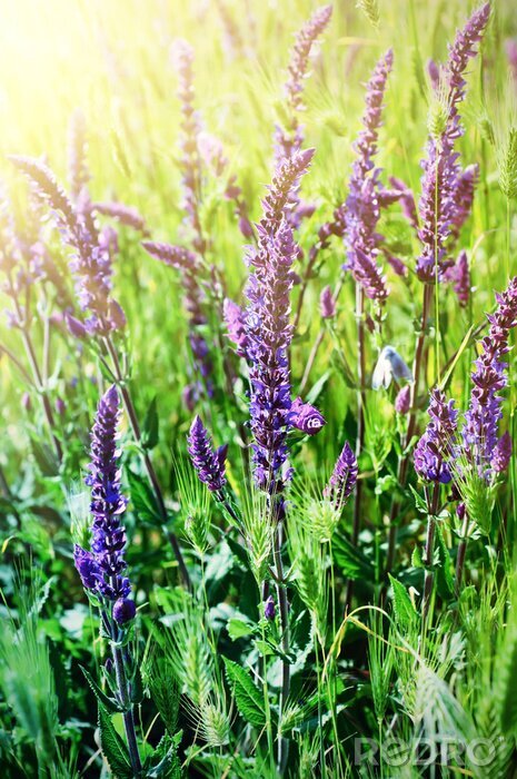 Poster  Motif vert-violet avec la nature