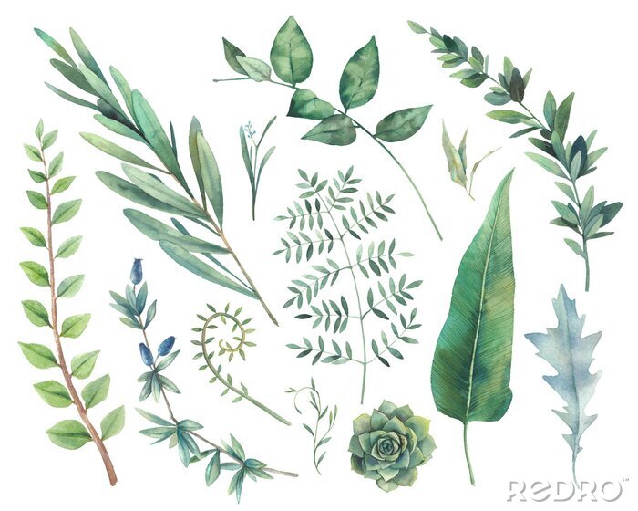 Poster  Motifs de plantes inspirés de différentes espèces