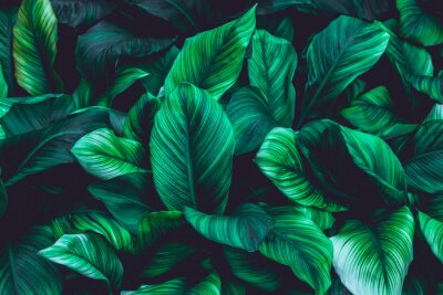 Mur de feuilles tropicales vertes