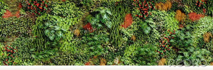 Poster  Mur de plantes