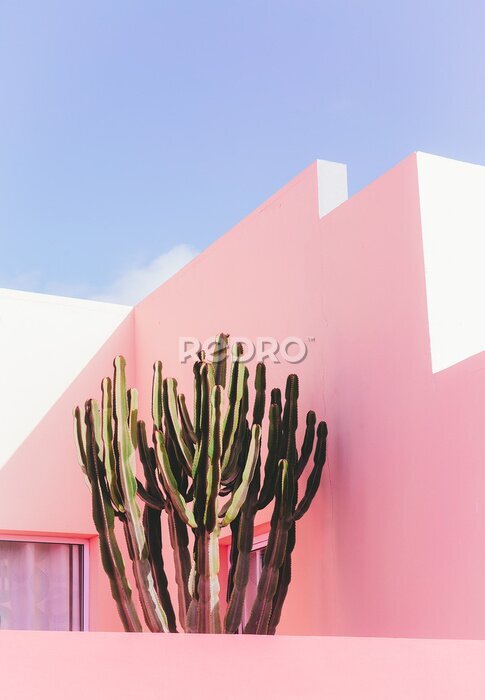 Poster  Mur rose et cactus