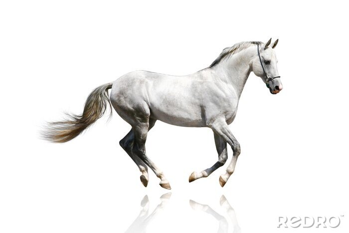 Poster  Mustang en mouvement