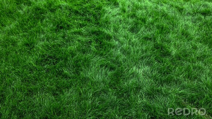 Poster  Natural green grass background, fresh lawn top view