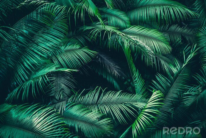 Poster  Nature background of green forest, tropical forest in green filter