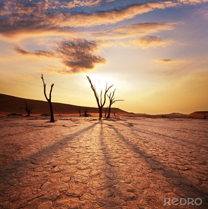 Poster  Nature dans le désert en Afrique