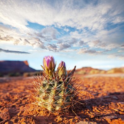 Poster  Nature de cactus en fleurs dans le désert