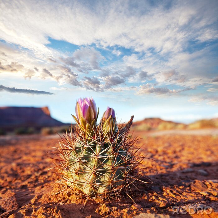 Poster  Nature de cactus en fleurs dans le désert