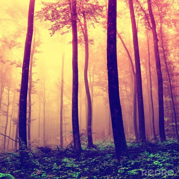 Poster  Nature de la forêt d'automne