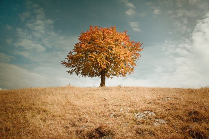 Poster  Nature des arbres d'automne