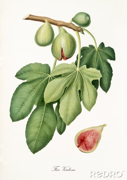 Poster  Nature et botanique du développement du figuier