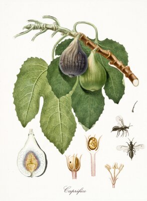 Nature et Botanique Gravure d'Insectes et de Figues