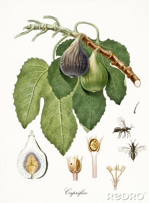 Poster  Nature et Botanique Gravure d'Insectes et de Figues