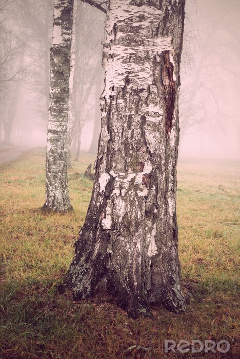 Poster  Nature et brouillard