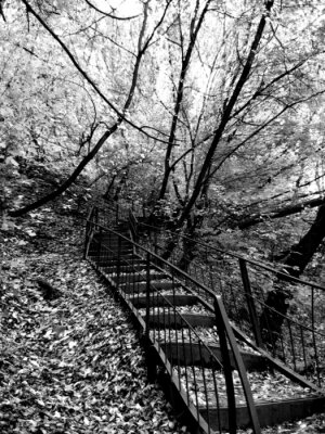 Poster  Nature et forêt avec escaliers cachés