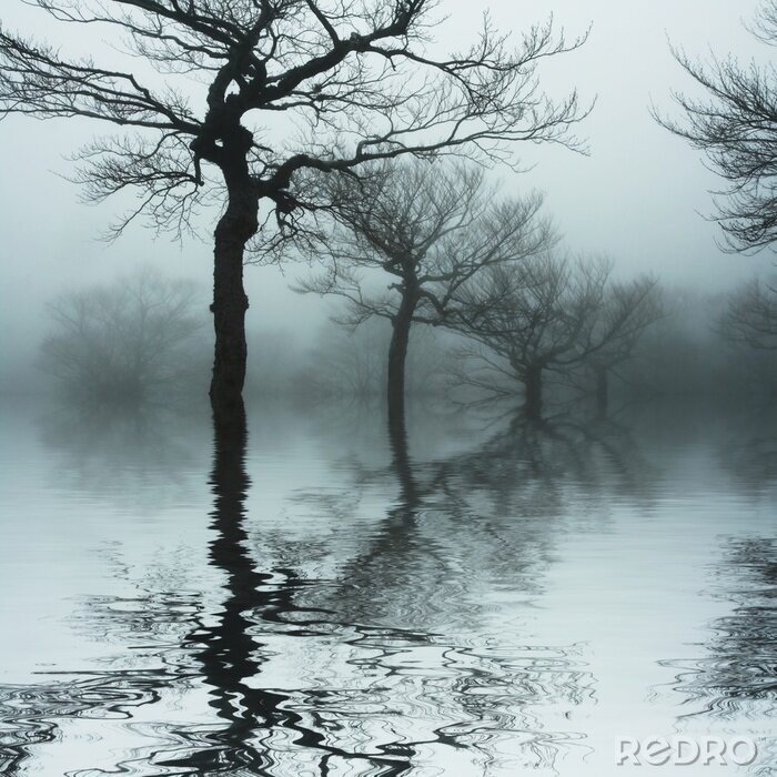 Poster  Nature et paysages d'un lac brumeux reflétant des branches