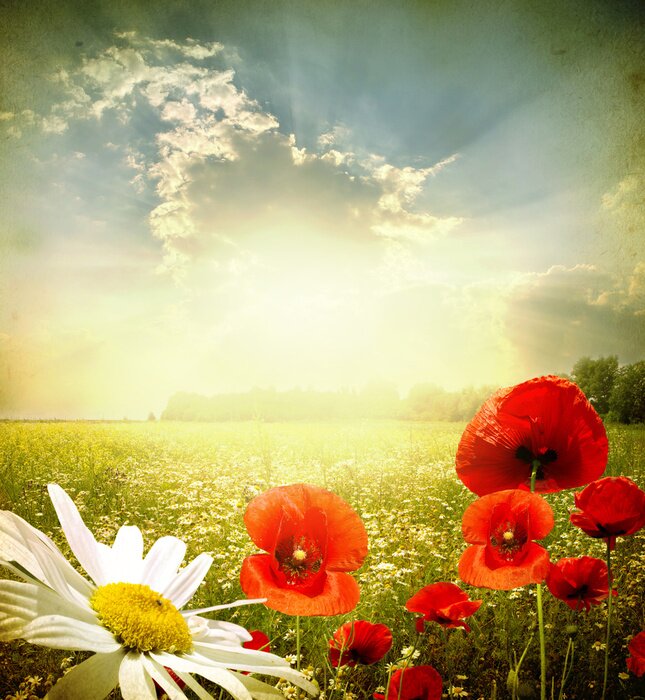 Poster  Nature et paysages de prairies avec coquelicots et marguerites