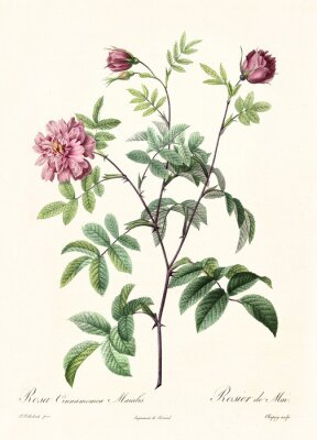 Poster  Nature et stades de développement de la fleur