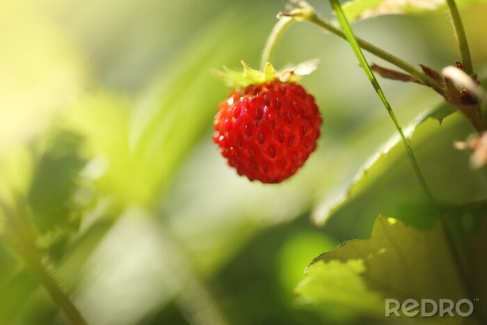 Poster  Nature fleurie de fraise des bois