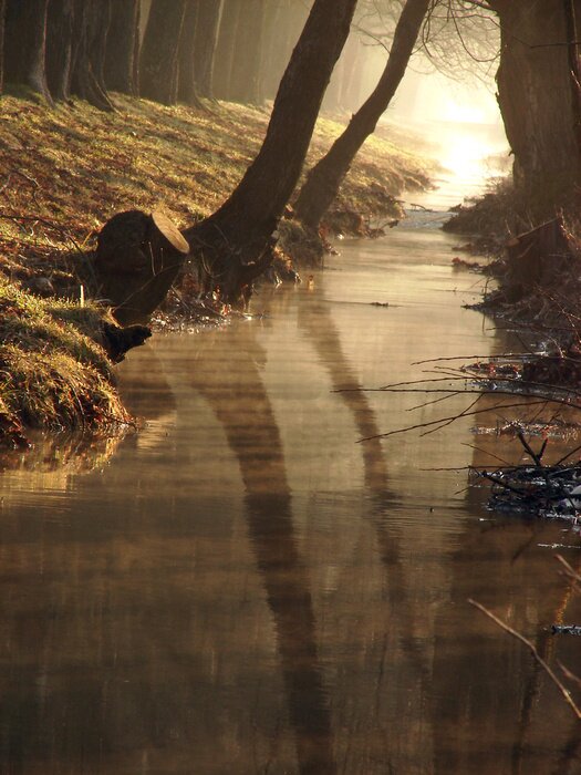 Poster  Nature forêt matin