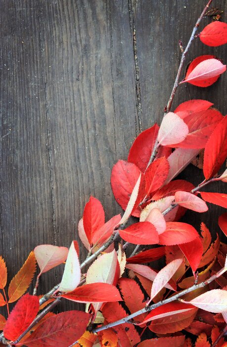 Poster  Nature morte d'automne