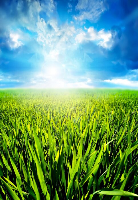 Poster  Nature pleine d'été ensoleillé