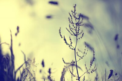 Nature, prairie et coucher de soleil