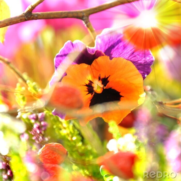 Poster  Nature printanière avec des pensées