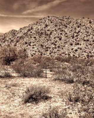 Poster  Nature sauvage désertique en Arizona