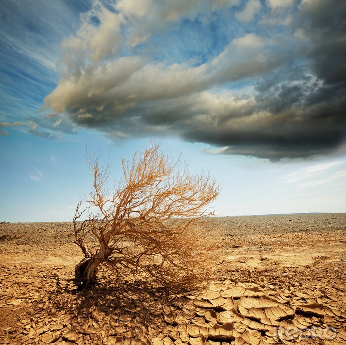 Poster  Nature solitaire dans le désert