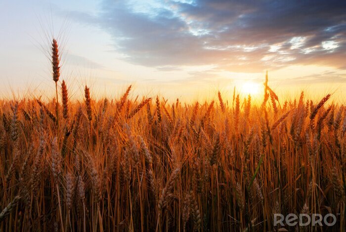 Poster  Nature sur le champ de blé
