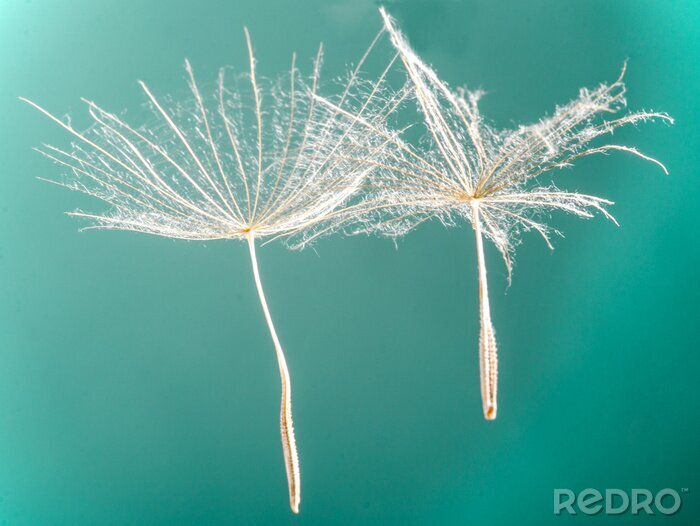Poster  Nature sur un fond turquoise