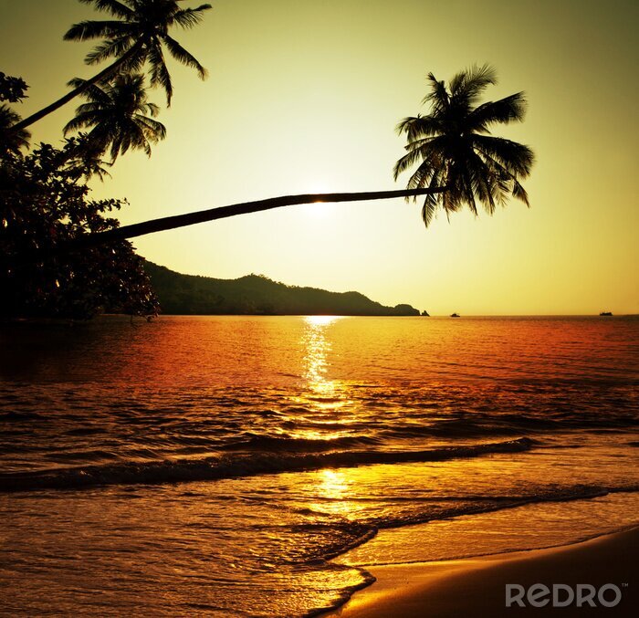 Poster  Nature tropicale entourant la plage