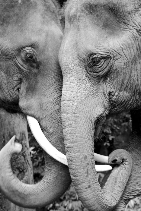 Poster  Noir et blanc photo en gros plan de deux éléphants étant affectueux.