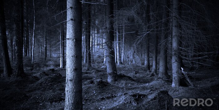 Poster  Nuit dans une forêt