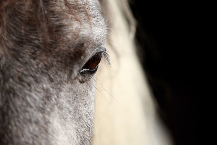 Poster  Oeil de cheval