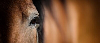 Oeil de cheval arabe