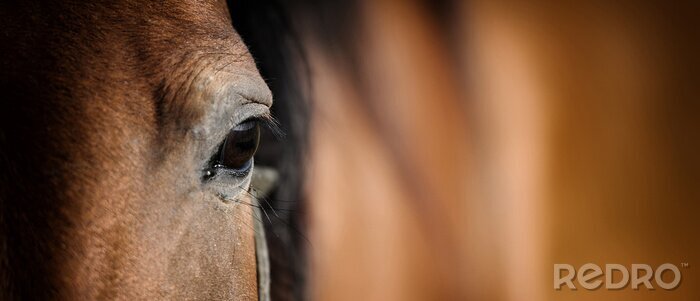 Poster  Oeil de cheval arabe