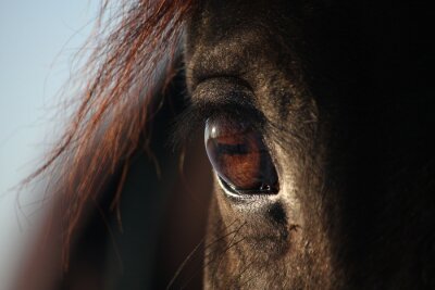 Poster  Oeil de cheval marron