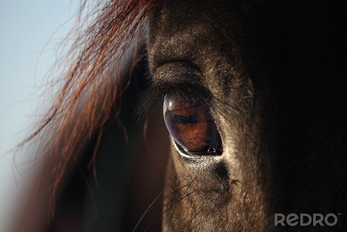 Poster  Oeil de cheval marron