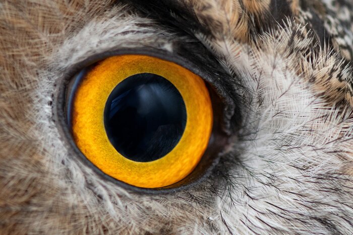Poster  Oeil de hibou