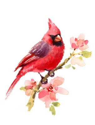 Poster  Oiseau aquarelle rouge