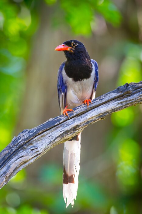 Poster  Oiseau assis sur une branche en bois