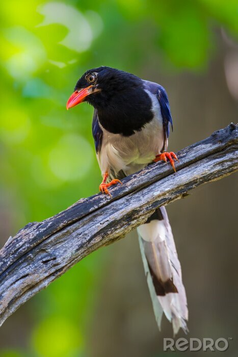Poster  Oiseau au bec orange