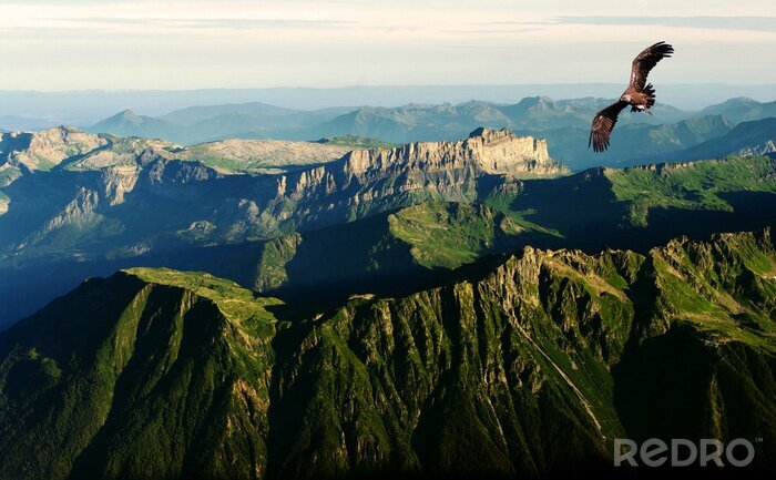 Poster  Oiseau au-dessus des Alpes