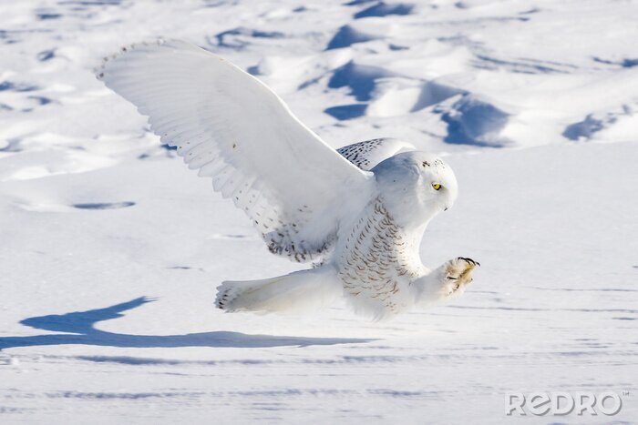Poster  Oiseau blanc sur fond de neige