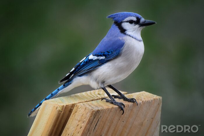 Poster  Oiseau bleu sur bois